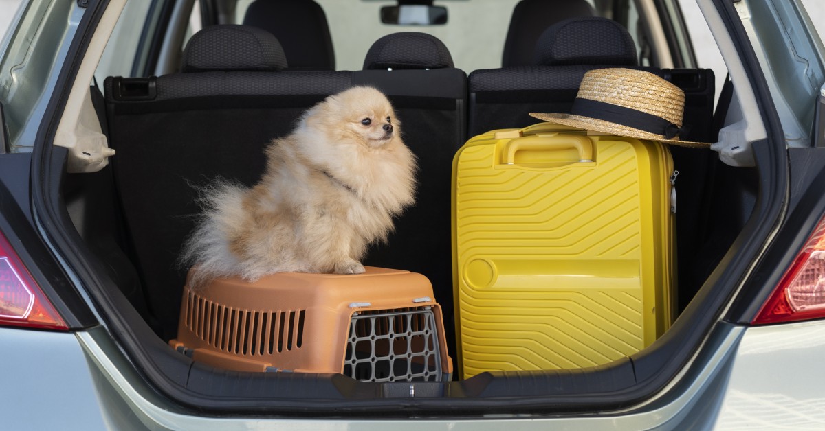 Tips on traveling with your pet